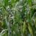 新鲜现摘白糯玉米锁鲜品质香甜粘玉米非转基因白糯整箱