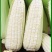 新鲜现摘白糯玉米锁鲜品质香甜粘玉米非转基因白糯整箱