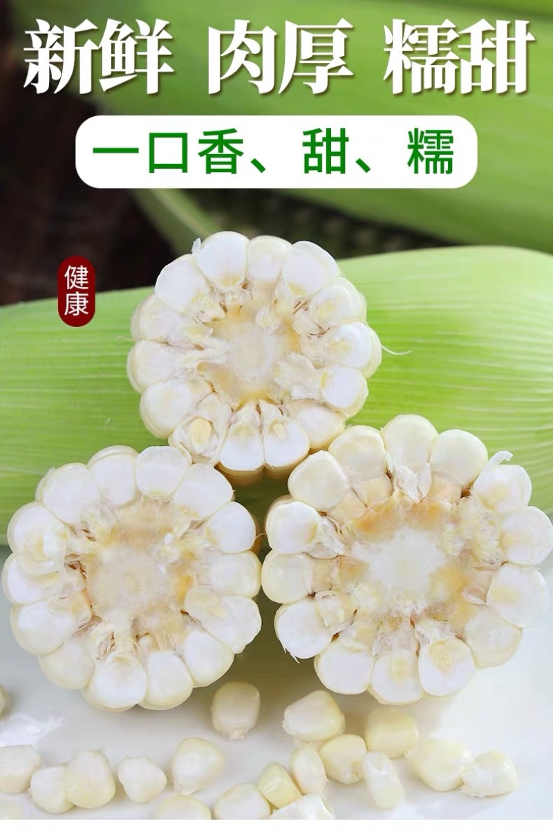 新鲜现摘白糯玉米锁鲜品质香甜粘玉米非转基因白糯整箱