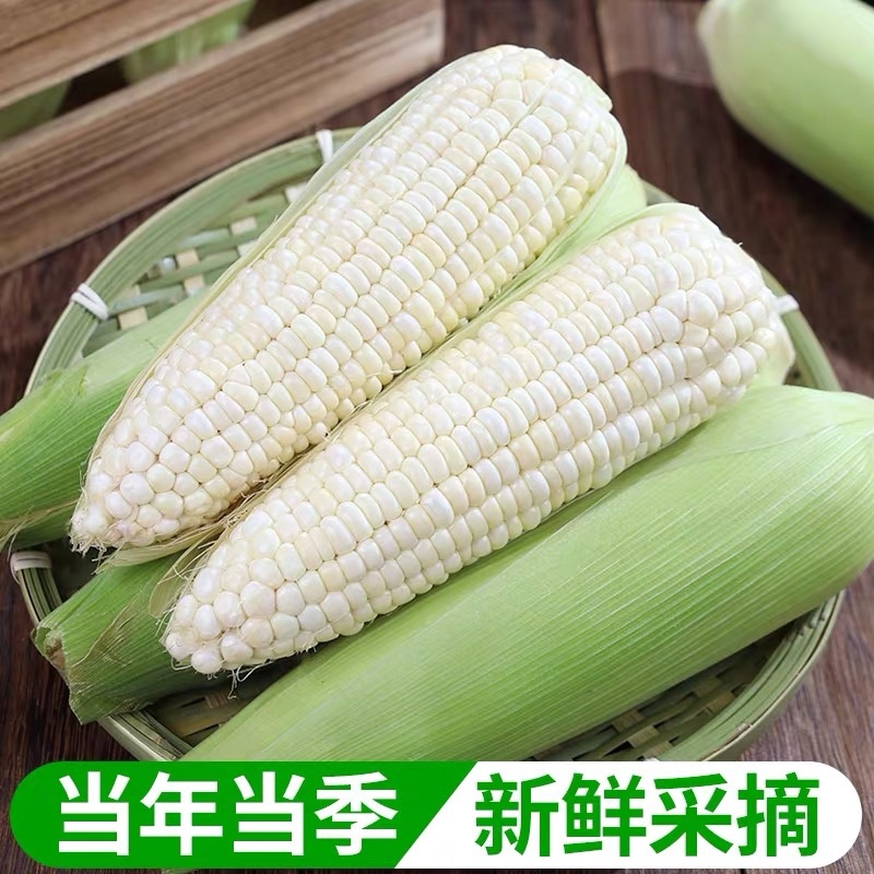 新鲜现摘白糯玉米锁鲜品质香甜粘玉米非转基因白糯整箱