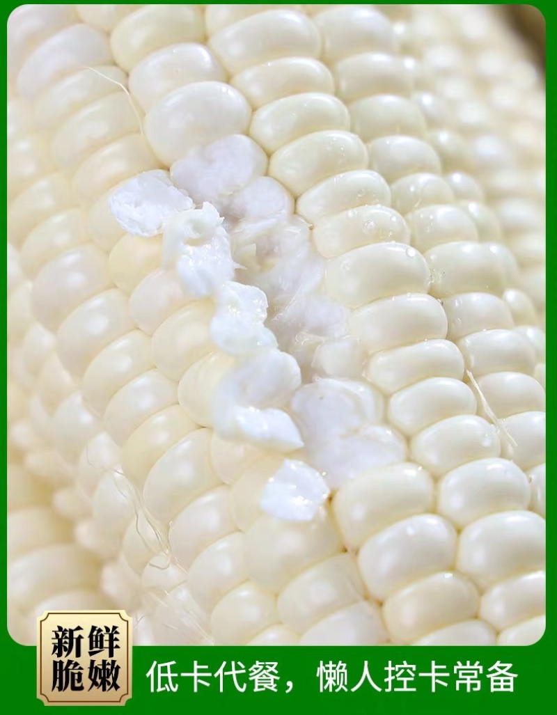 新鲜现摘白糯玉米锁鲜品质香甜粘玉米非转基因白糯整箱