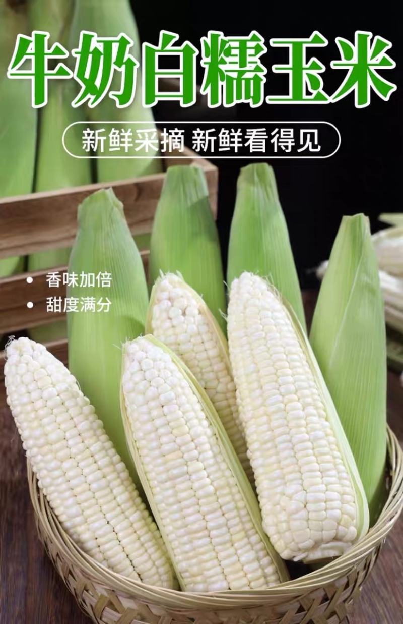 新鲜现摘白糯玉米锁鲜品质香甜粘玉米非转基因白糯整箱