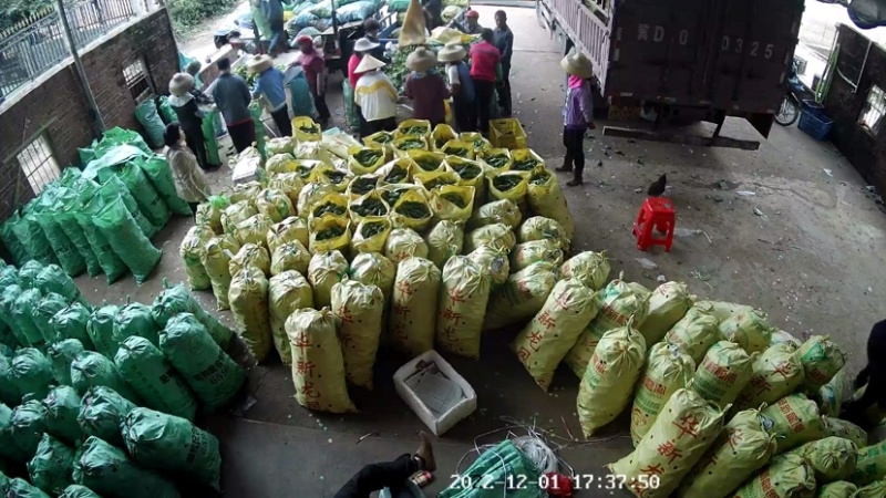 广东省英利镇辣椒代购中心螺丝椒陇椒尖椒线椒