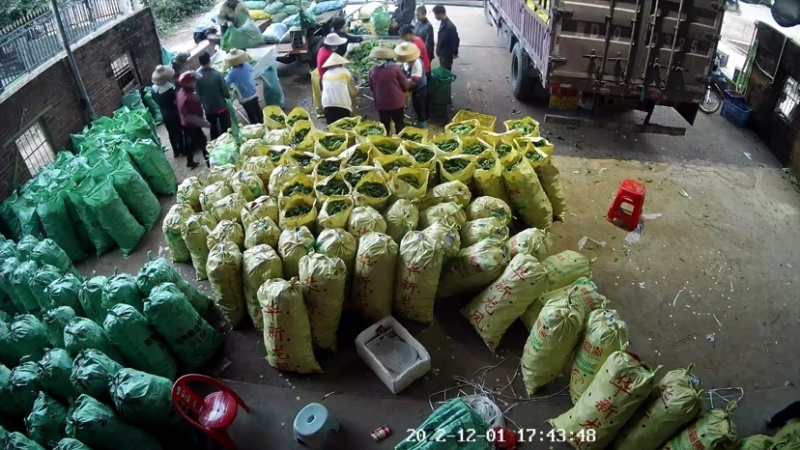 广东省英利镇辣椒代购中心螺丝椒陇椒尖椒线椒