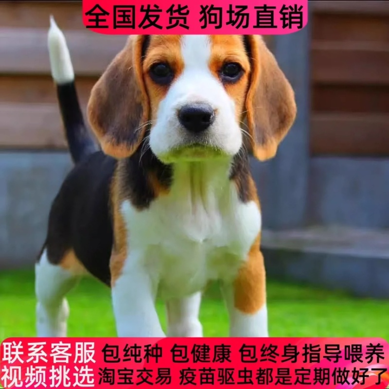 比格幼犬纯种大耳朵巴吉度犬活体猎兔犬米格鲁犬