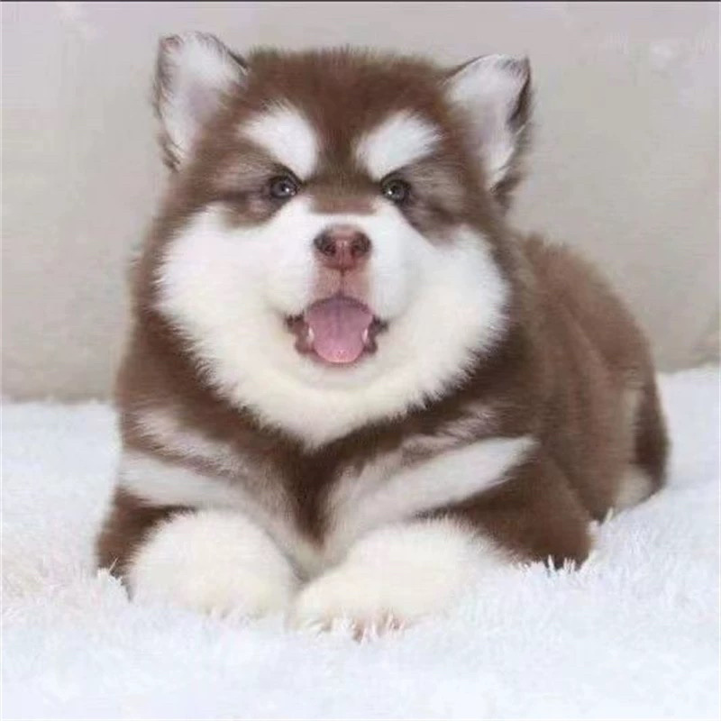 纯种阿拉斯加幼犬雪橇犬熊版阿拉斯加灰桃阿拉斯加