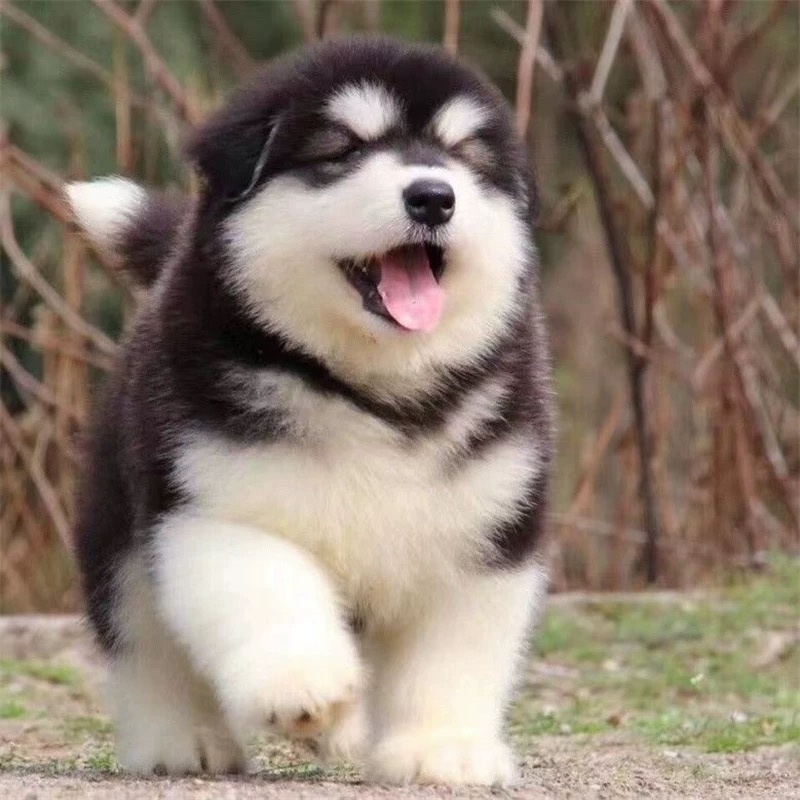 纯种阿拉斯加幼犬雪橇犬熊版阿拉斯加灰桃阿拉斯加