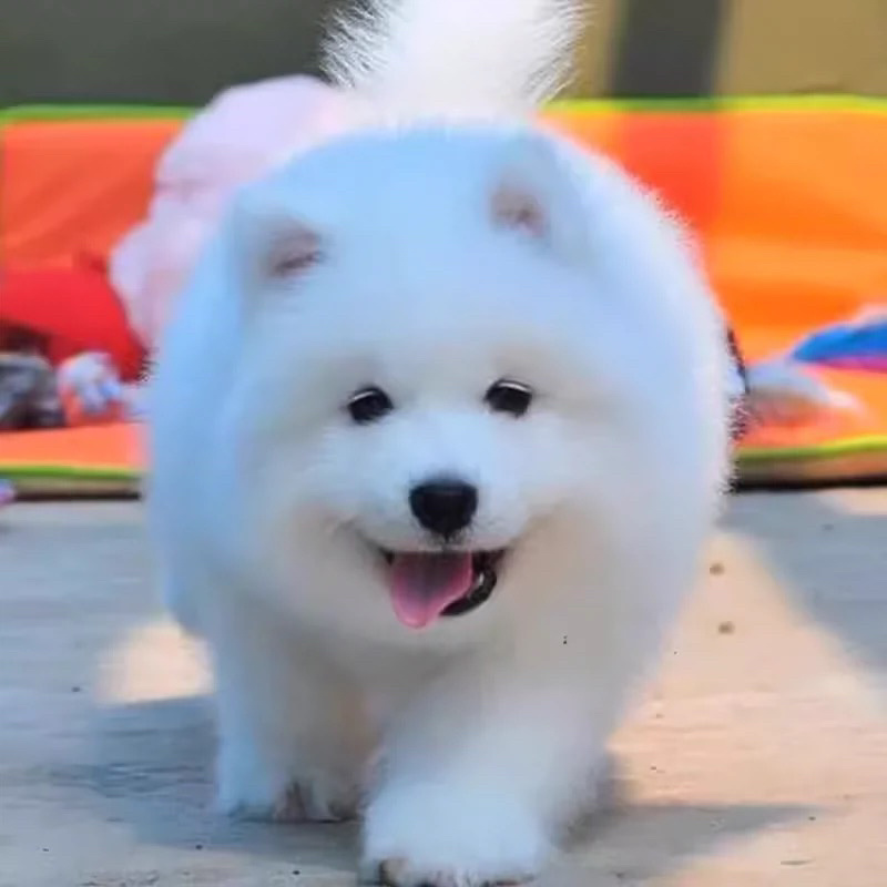 纯种萨摩耶幼犬活体微笑天使萨摩耶