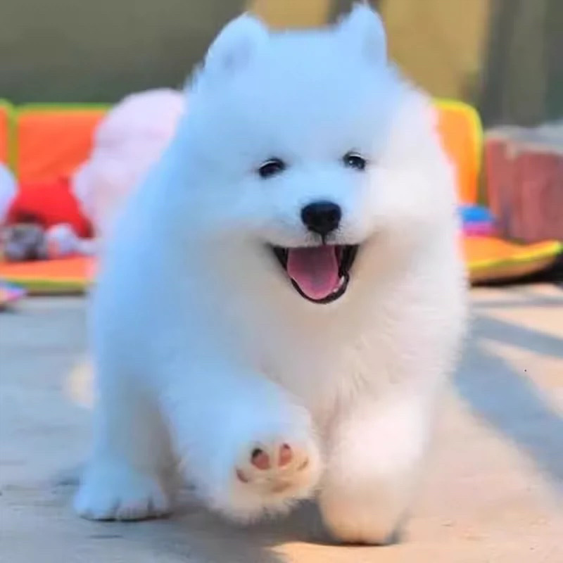 纯种萨摩耶幼犬活体微笑天使萨摩耶