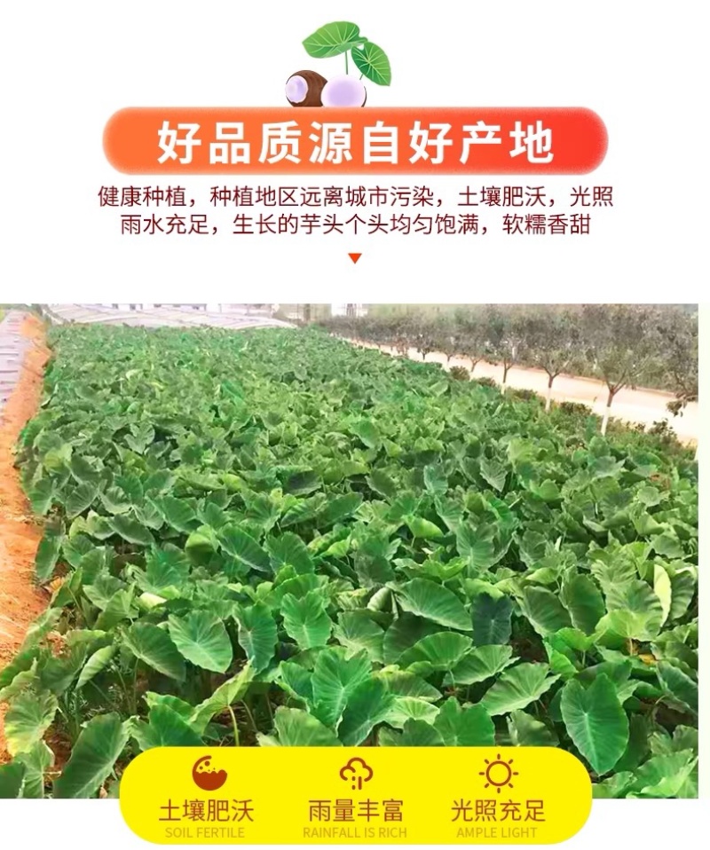 广西荔浦大芋头新鲜香芋农家毛芋整箱代发