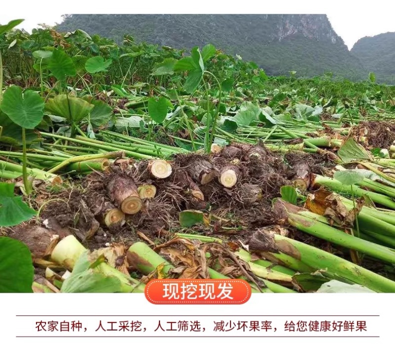 广西荔浦大芋头新鲜香芋农家毛芋整箱代发