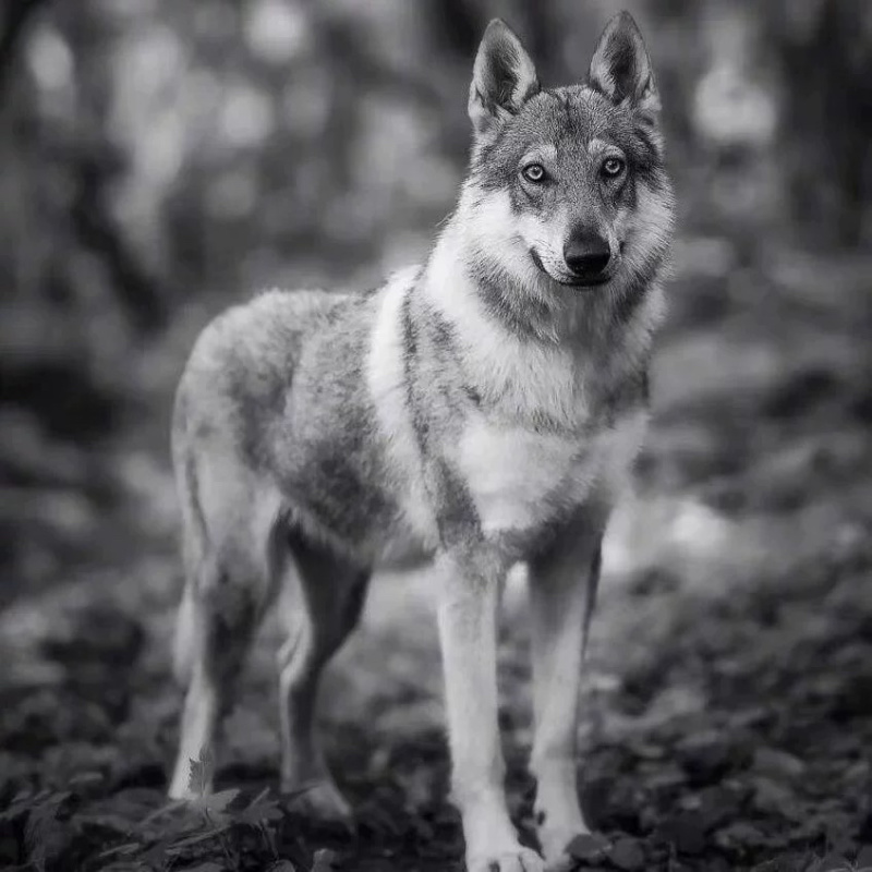 纯种捷克狼犬幼犬双血统捷克狼犬