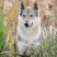 纯种捷克狼犬幼犬双血统捷克狼犬