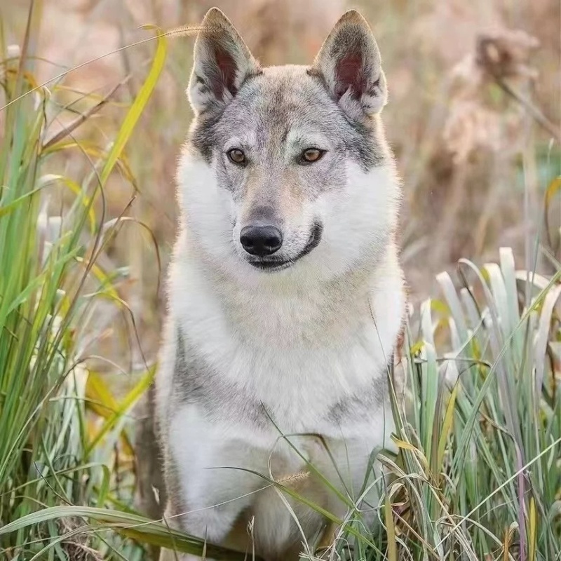 纯种捷克狼犬幼犬双血统捷克狼犬