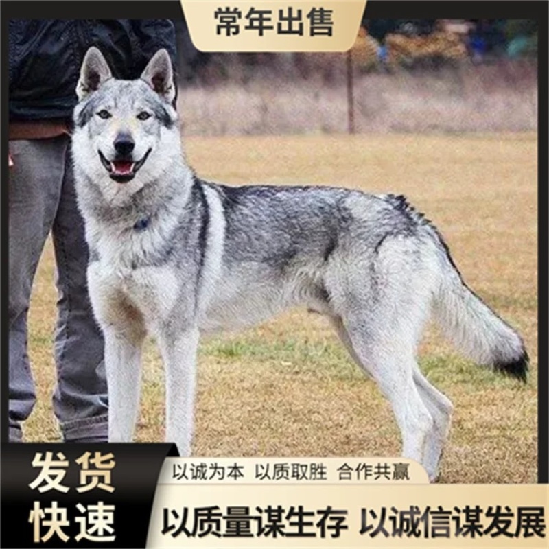 纯种捷克狼犬幼犬双血统捷克狼犬