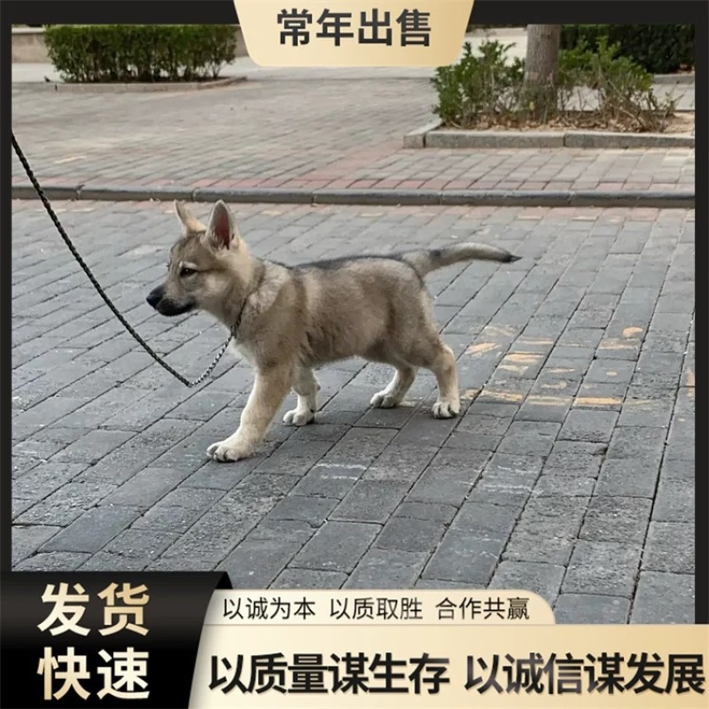 纯种捷克狼犬幼犬双血统捷克狼犬