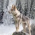 纯种捷克狼犬幼犬双血统捷克狼犬