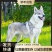 纯种捷克狼犬幼犬双血统捷克狼犬