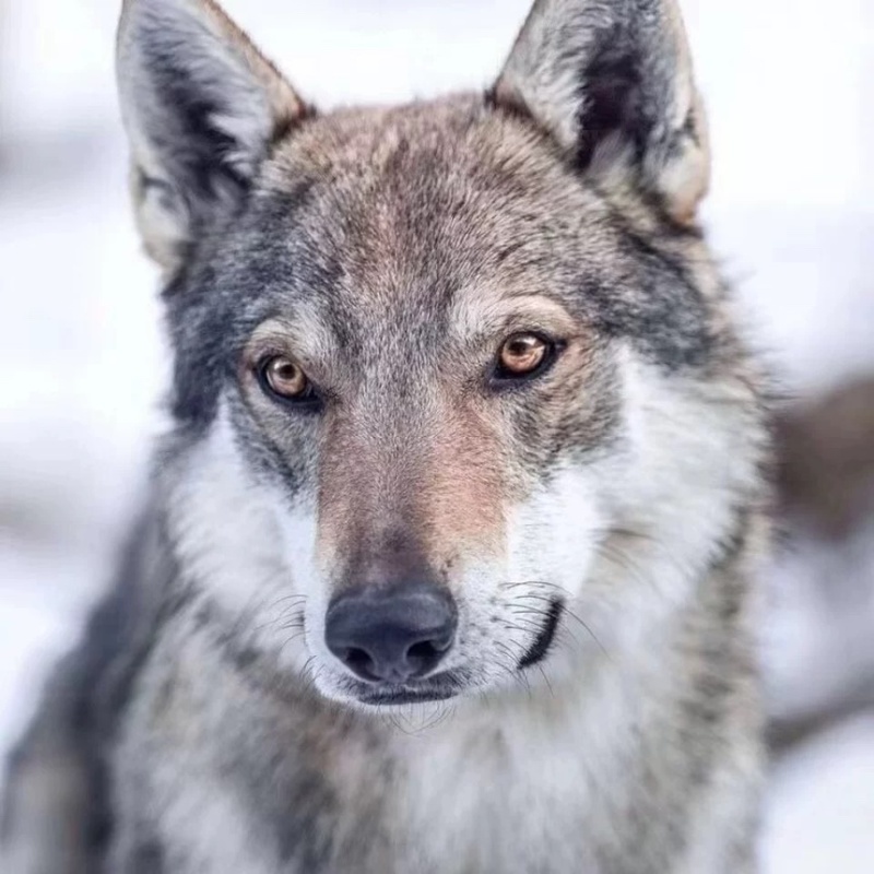 纯种捷克狼犬幼犬双血统捷克狼犬