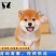 纯种双血统柴犬活体柴犬幼崽黑柴犬白柴犬豆柴犬