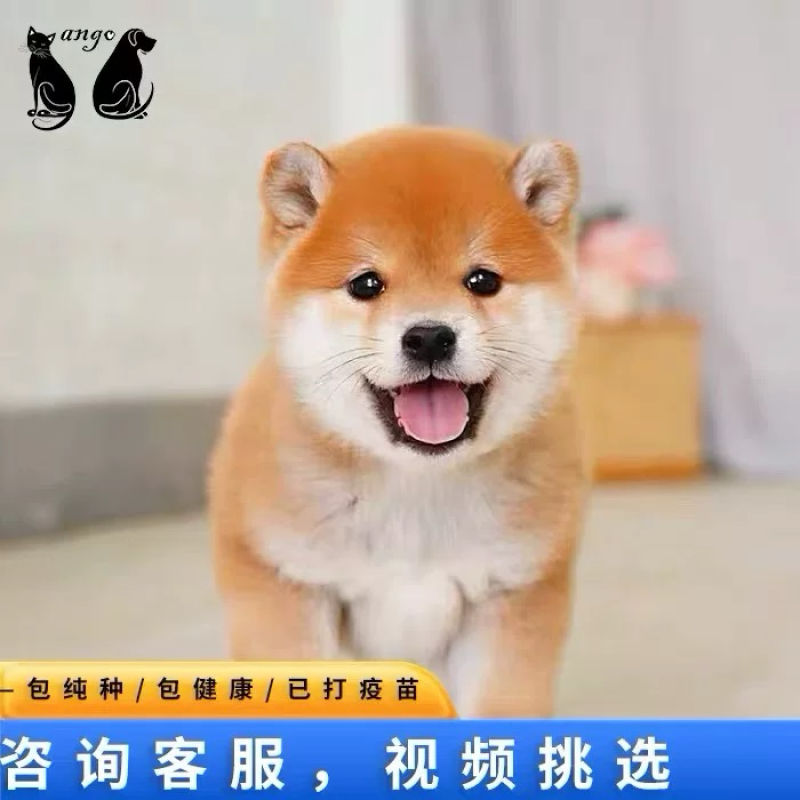 纯种双血统柴犬活体柴犬幼崽黑柴犬白柴犬豆柴犬