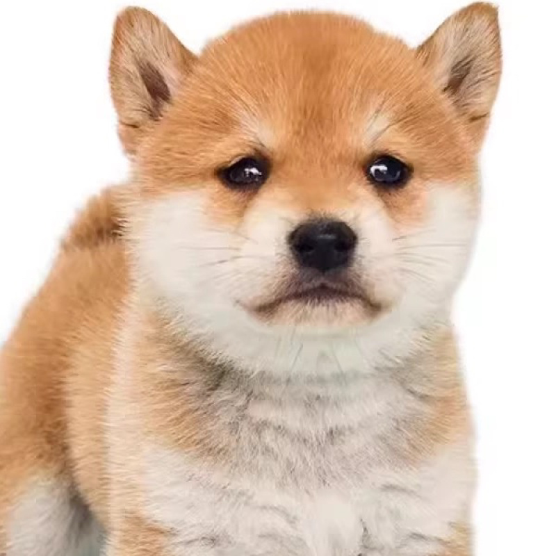 纯种双血统柴犬活体柴犬幼崽黑柴犬白柴犬豆柴犬