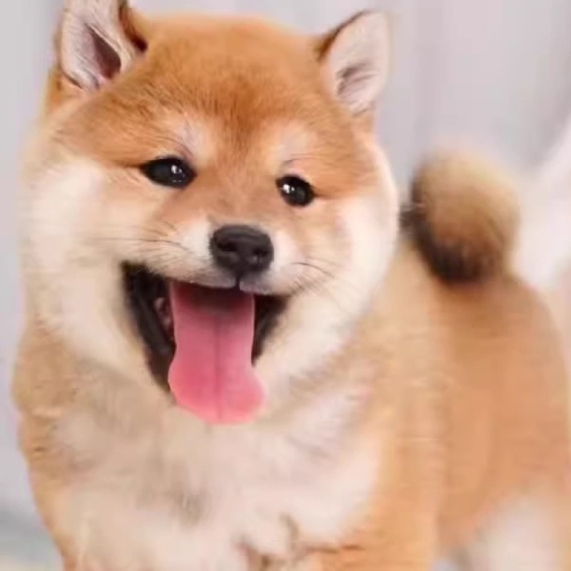 纯种双血统柴犬活体柴犬幼崽黑柴犬白柴犬豆柴犬