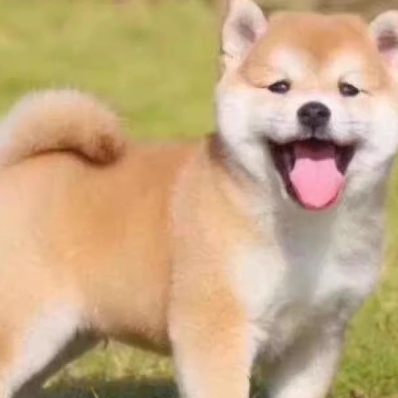 纯种双血统柴犬活体柴犬幼崽黑柴犬白柴犬豆柴犬