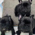 法斗幼犬纯种法国斗牛犬蓝牛法短毛小型宠物狗