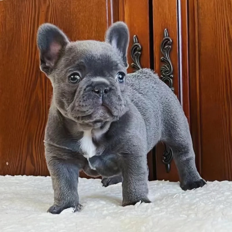 法斗幼犬纯种法国斗牛犬蓝牛法短毛小型宠物狗