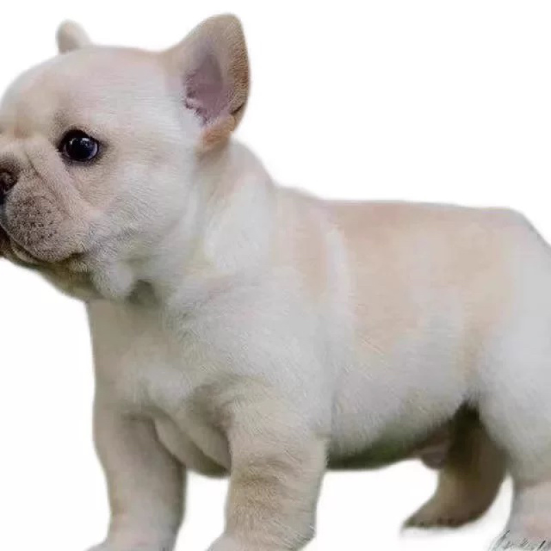 法斗幼犬纯种法国斗牛犬蓝牛法短毛小型宠物狗