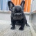 法斗幼犬纯种法国斗牛犬蓝牛法短毛小型宠物狗
