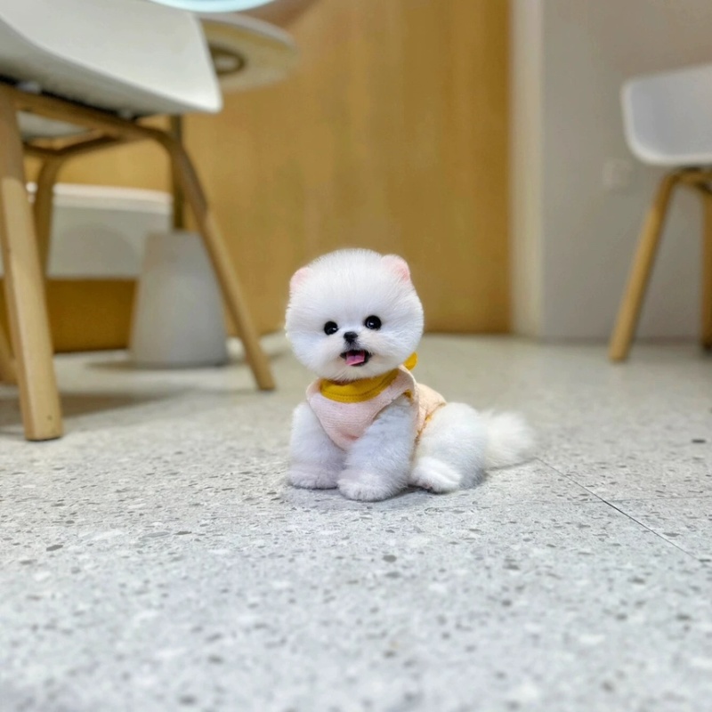 博美幼犬纯种俊介茶杯犬