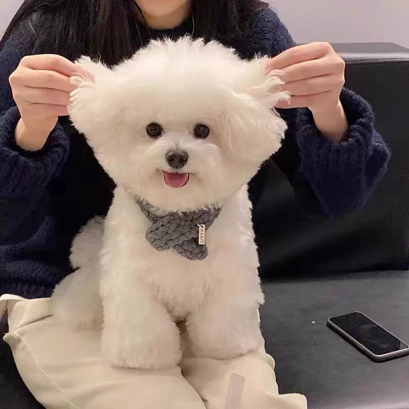 博美幼犬纯种俊介茶杯犬