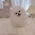 博美幼犬纯种俊介茶杯犬