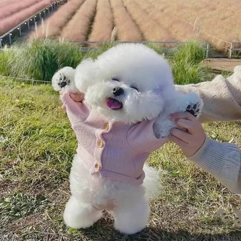 博美幼犬纯种俊介茶杯犬