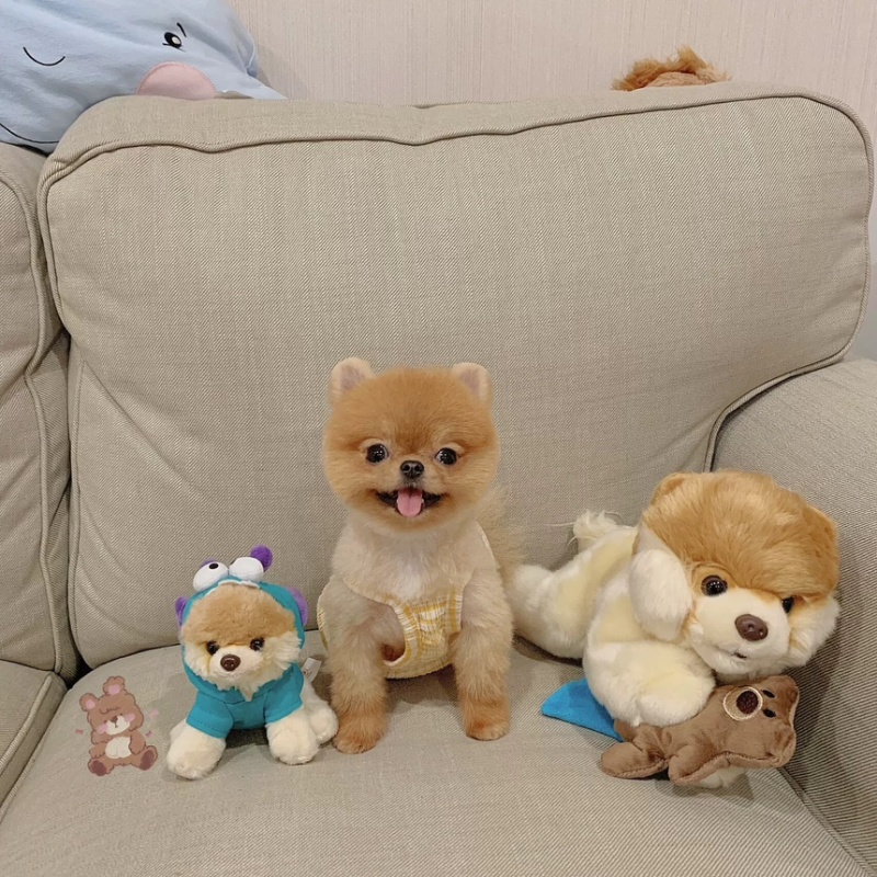 博美幼犬纯种俊介茶杯犬