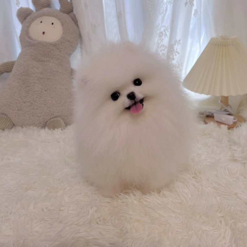 纯种比熊犬比熊幼犬
