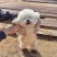 纯种比熊犬比熊幼犬