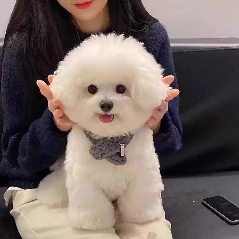 纯种比熊犬比熊幼犬