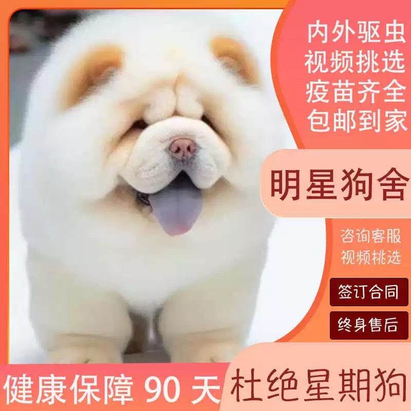 纯种松狮犬，松狮幼犬