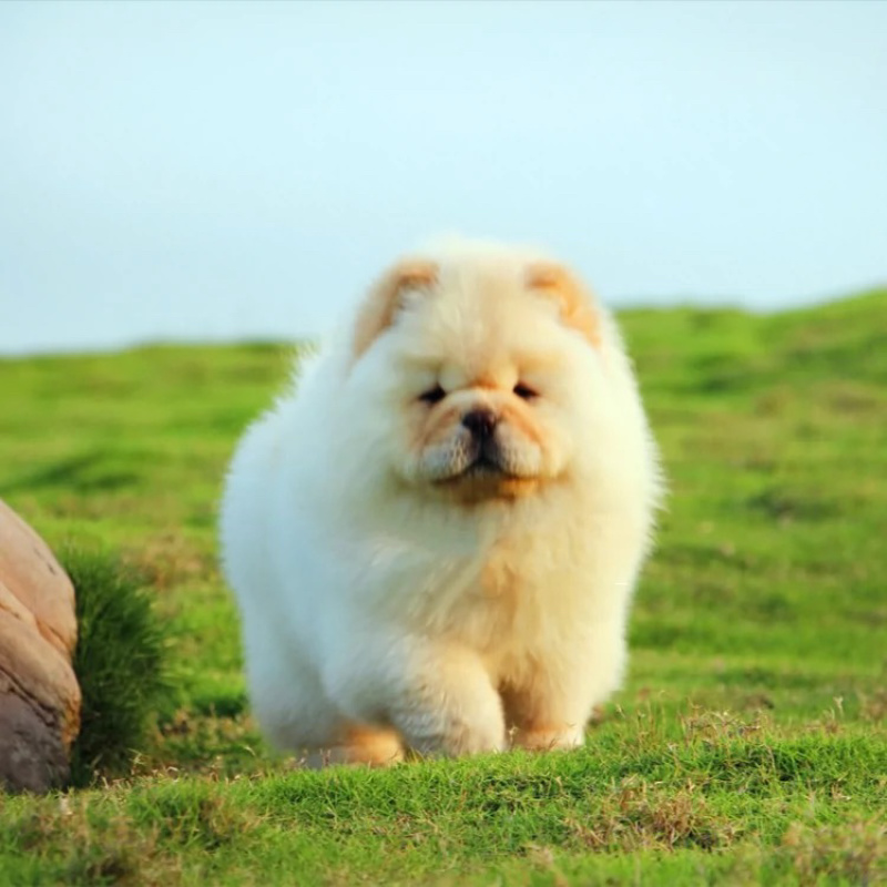 纯种松狮犬，松狮幼犬