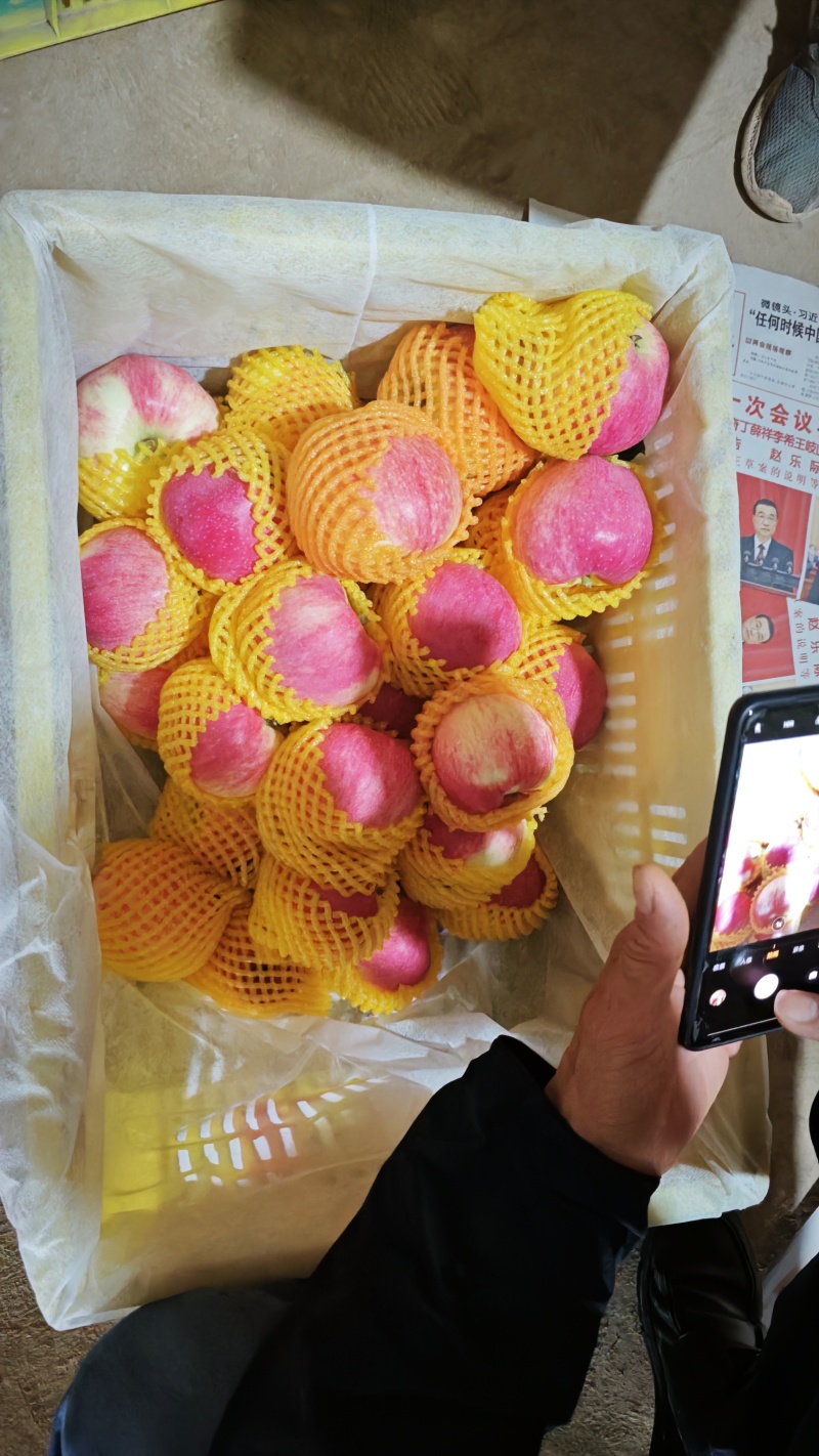 甘肃秦安世界一号苹果上市，欢迎有市场的朋友对接