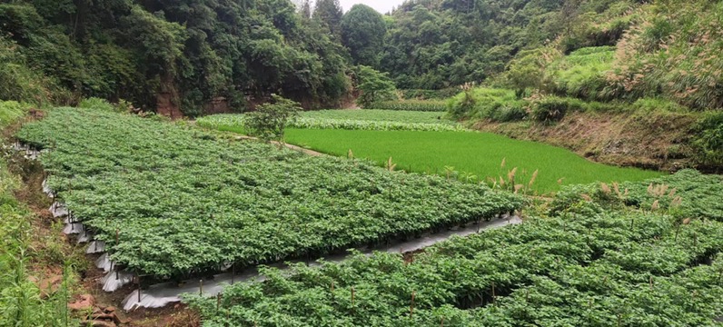 一片绿意盎然的杭椒种植基地,成排的杭椒植株整齐排列,叶片浓绿,枝条上挂满青绿色细长弯曲的杭椒果实,部分果实已开始泛红,农民正在田间进行采收作业,背景为江南丘陵地貌 杭椒植株田间生长实景图