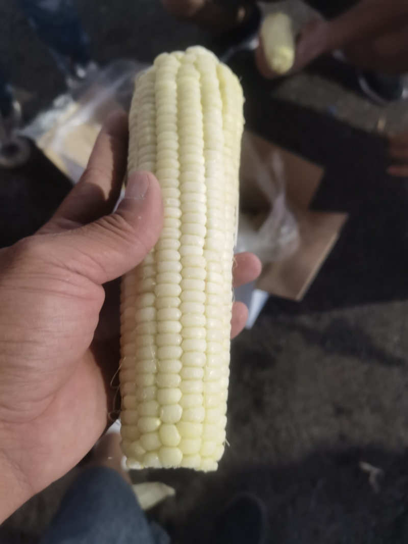 粘玉米（熟）