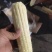 粘玉米（熟）