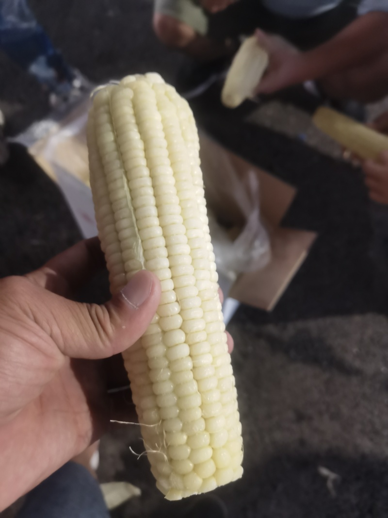 粘玉米（熟）