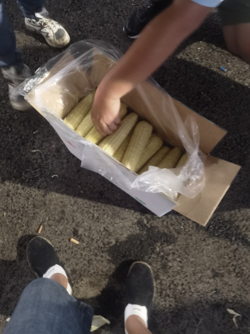 粘玉米（熟）