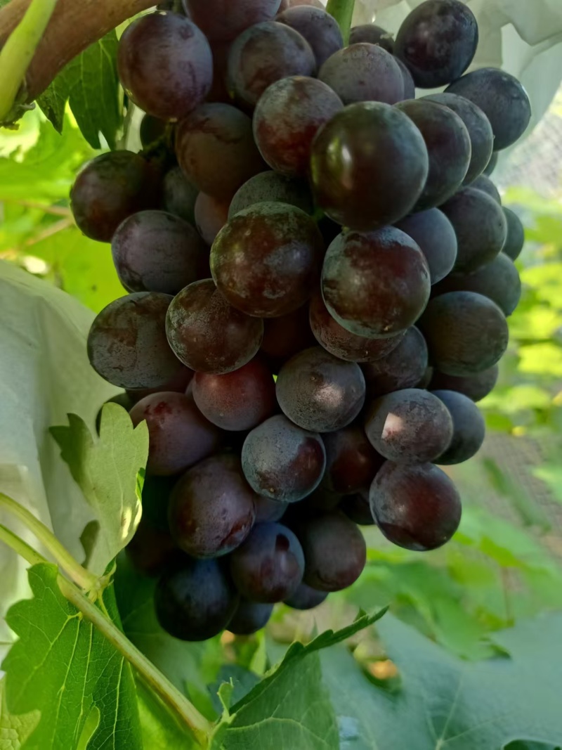 夏黑葡萄