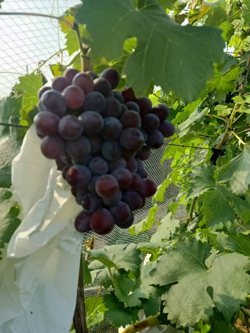 夏黑葡萄